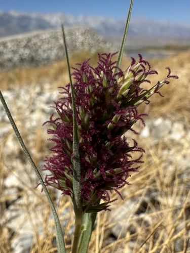 Distichlis spicata (L.) Greene