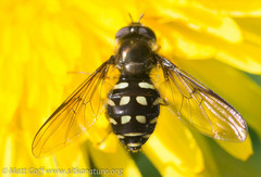 Dasysyrphus intrudens