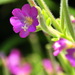 Great Willowherb - Photo (c) José María Escolano, some rights reserved (CC BY-NC-SA)