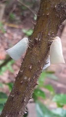 Monoflata pallescens
