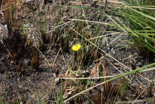 Image of Gerbera ambigua by (c) Tony Rebelo, some rights reserved (CC BY-SA)