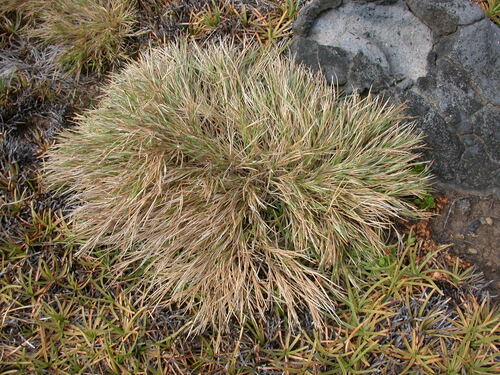 Panicum fauriei observed 2002-06-06