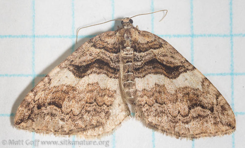 Variable Carpet Moth