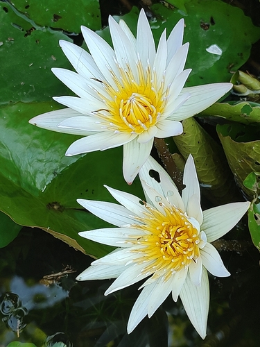 Nymphaea × daubenyana