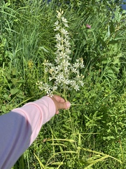 Melanthieae