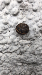 Cornu aspersum