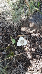 Calochortus elegans