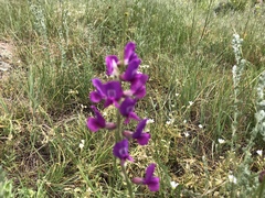Oxytropis lambertii