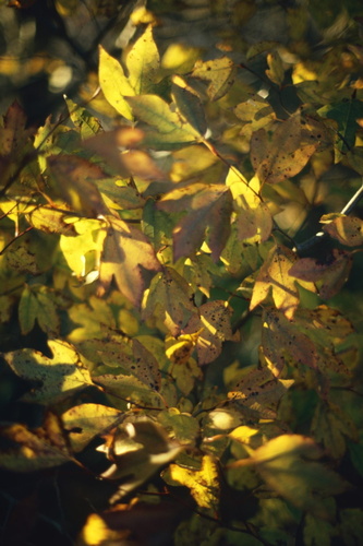Lindera triloba iNat (3)