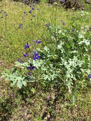 Delphinium barbeyi