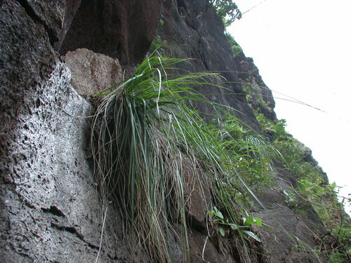Panicum lineale