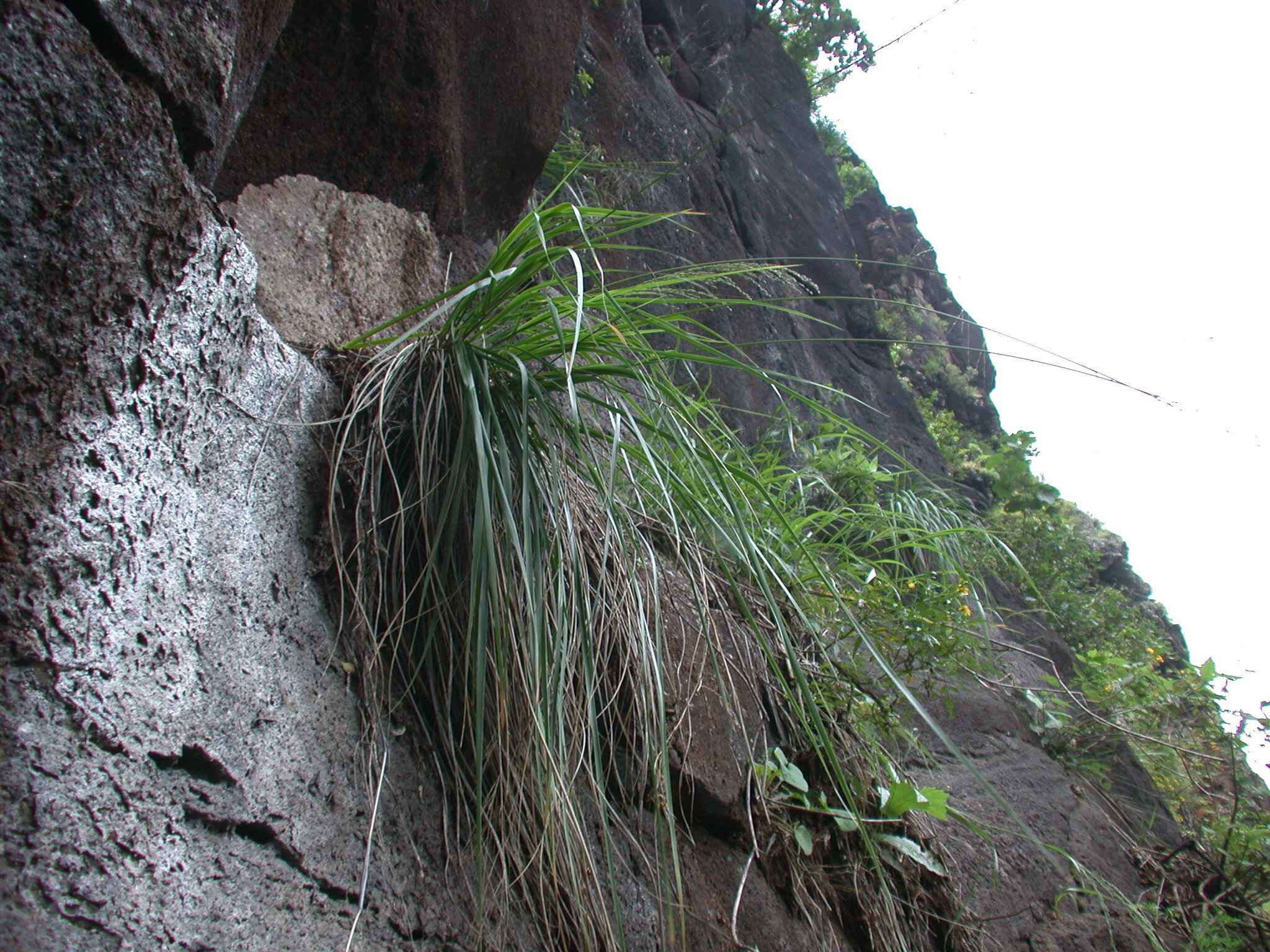 Panicum lineale