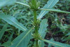 Hygrophila lacustris