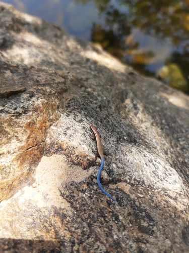 Maximilian's Blue-tailed Microteiid