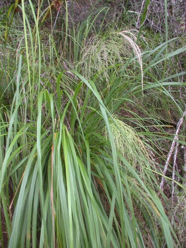 Panicum lineale observed 2006-02-25