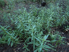 Hygrophila lacustris