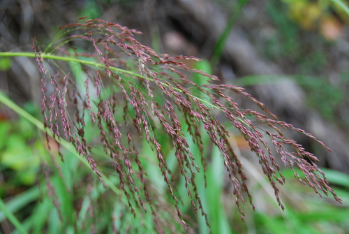 Panicum lineale observed 2011-03-25