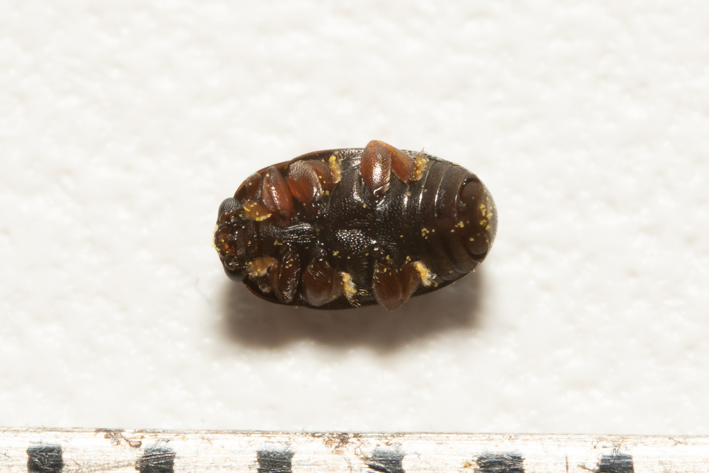 Lamiogethes difficilis