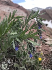 Mertensia lanceolata