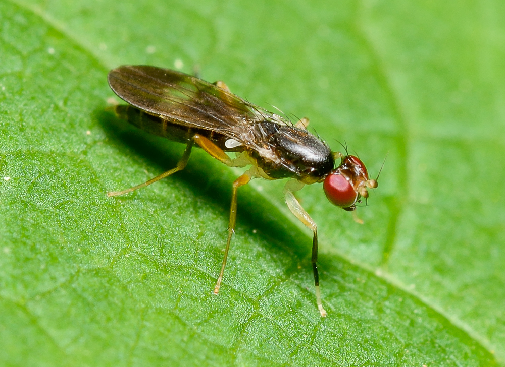 Clusiodes apiculatus