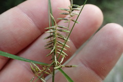 Cyperus thyrsiflorus