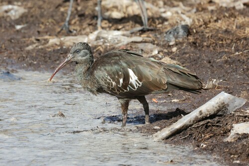 Wattled Ibis (Bostrychia carunculata), photo 5