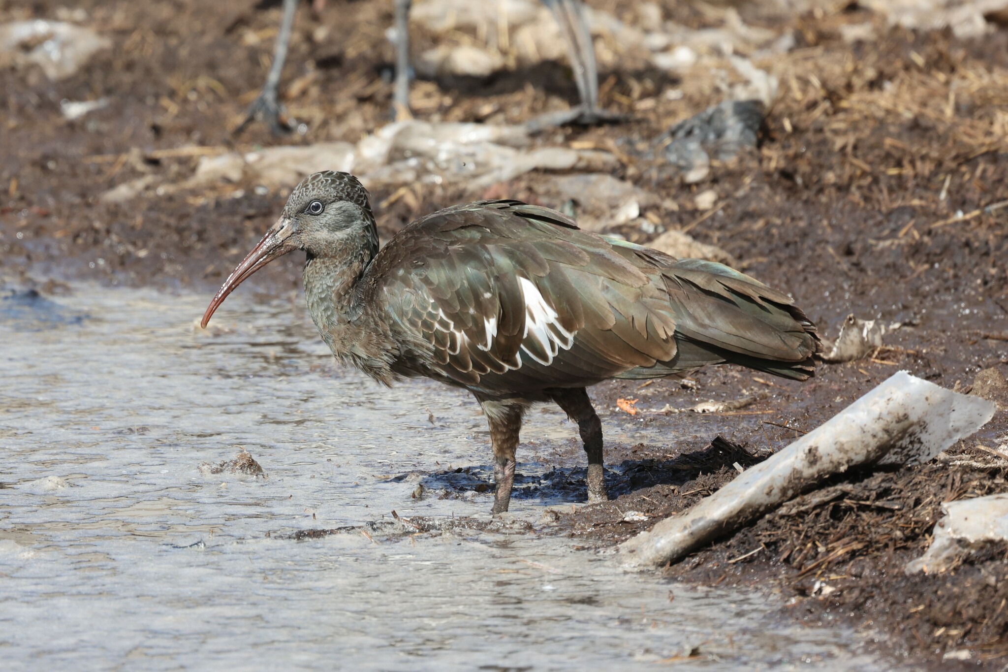 Wattled Ibis (Bostrychia carunculata), photo 4