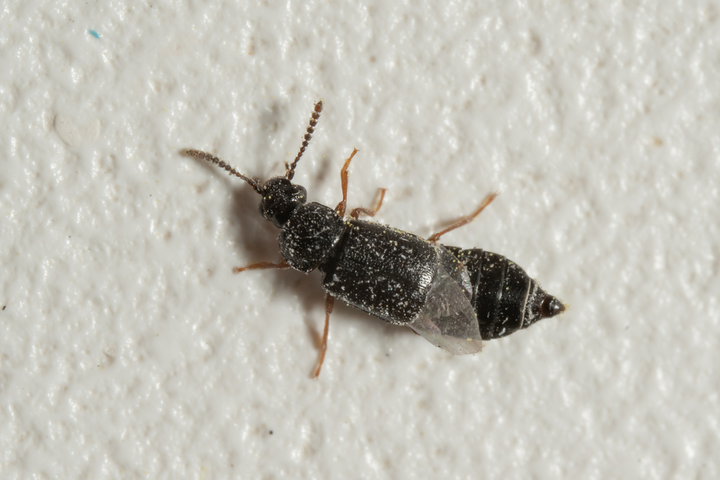 Phyllodrepa floralis