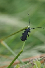 Ropalopus clavipes