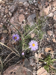Erigeron pinnatisectus