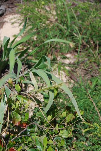Panicum niihauense observed 2014-02-27