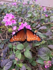 Danaus gilippus