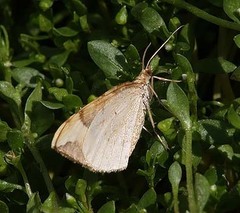 Eulithis populata