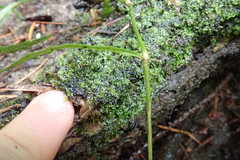 Riccardia chamedryfolia
