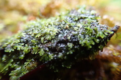 Riccardia chamedryfolia