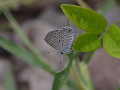 Hemiargus hanno