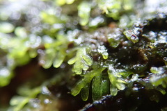 Riccardia chamedryfolia