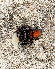 Phidippus pius