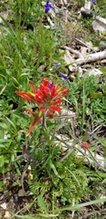 Castilleja hispida