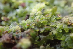 Riccardia chamedryfolia