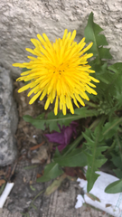 Taraxacum officinale