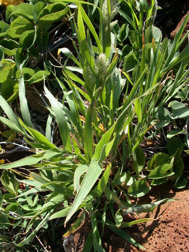 Panicum torridum observed 2002-08-28