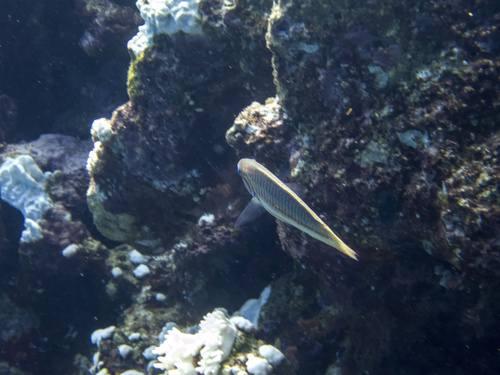 Klunzinger's Wrasse — seen at this dive site