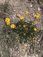 Packera werneriifolia