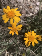 Packera werneriifolia