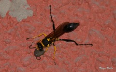 Sceliphron fistularium