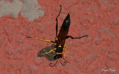 Sceliphron fistularium