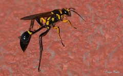 Sceliphron fistularium