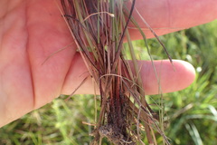 Eleocharis montevidensis