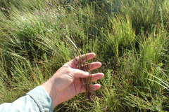 Eleocharis montevidensis